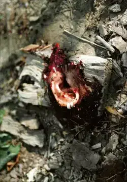 Поворот не туда (2003) в хорошем качестве скачать торрент файл Поворот не туда (2003) фильм в хорошем качестве скачать торрент файл