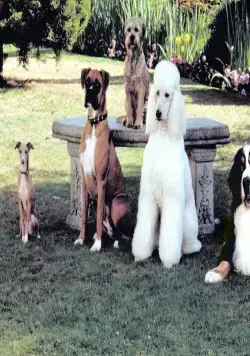 Лохматый спецназ (2003) скачать торрент файл Лохматый спецназ (2003) фильм скачать торрент файл