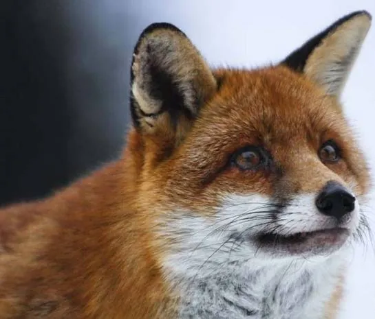 Девочка и лисенок (2007) скачать торрент бесплатно Девочка и лисенок (2007) фильм скачать торрент бесплатно