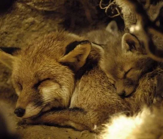 Девочка и лисенок (2007) скачать торрент файл Девочка и лисенок (2007) фильм скачать торрент файл