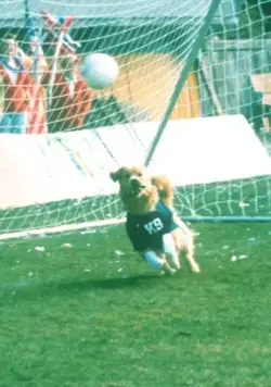 Король воздуха: Лига чемпионов (2000) скачать торрент файл Король воздуха: Лига чемпионов (2000) фильм скачать торрент файл