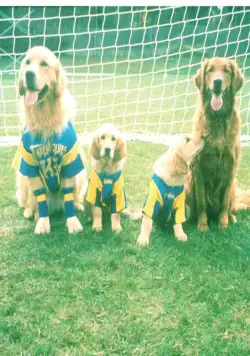 Король воздуха: Лига чемпионов (2000) скачать торрент бесплатно Король воздуха: Лига чемпионов (2000) фильм скачать торрент бесплатно