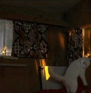 Леди-кошка (2001) в хорошем качестве скачать торрент файл Леди-кошка (2001) фильм в хорошем качестве скачать торрент файл