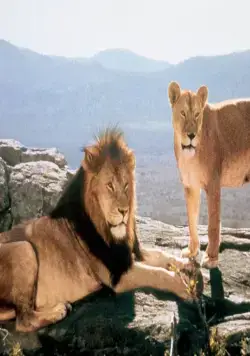 Рожденная свободной (1966) в хорошем качестве скачать торрент файл Рожденная свободной (1966) фильм в хорошем качестве скачать торрент файл