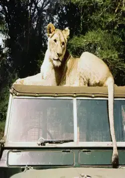 Рожденная свободной (1966) скачать торрент файл Рожденная свободной (1966) фильм скачать торрент файл