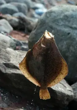 О рыбаке и его жене (2013) скачать торрент файл О рыбаке и его жене (2013) фильм скачать торрент файл