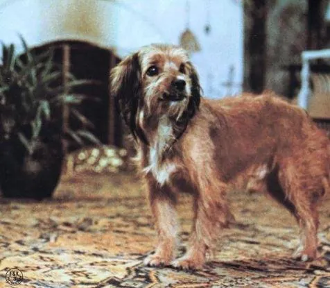 Бенджи (1974) в хорошем качестве скачать торрент файл Бенджи (1974) фильм в хорошем качестве скачать торрент файл