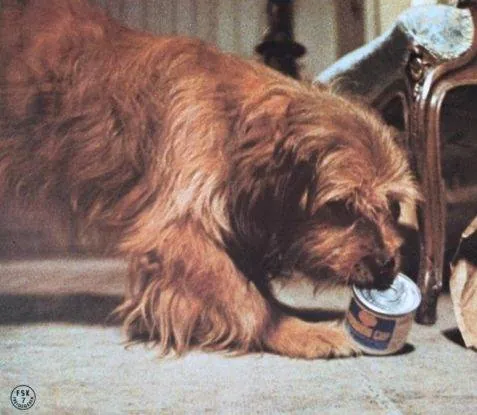 Бенджи (1974) скачать торрент бесплатно Бенджи (1974) фильм скачать торрент бесплатно