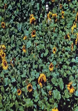 Подсолнухи (1970) скачать торрент файл Подсолнухи (1970) фильм скачать торрент файл