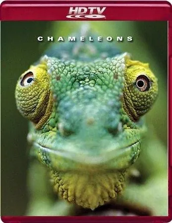 Хамелеоны мира / Chameleons of the world (2011) фильм скачать через торрет бесплатно в хорошем качестве