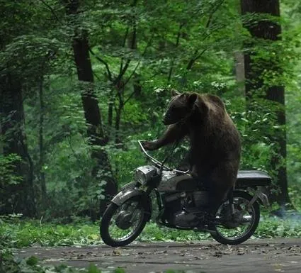 Медведь (2011) скачать торрент бесплатно Медведь (2011) фильм скачать торрент бесплатно