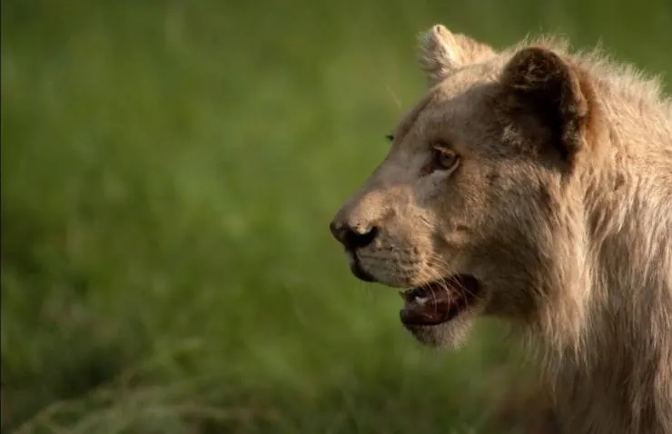 Белый лев (2010) в хорошем качестве скачать торрент файл Белый лев (2010) фильм в хорошем качестве скачать торрент файл