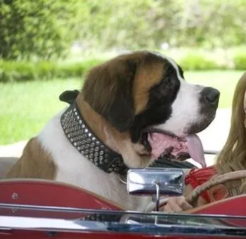 Кинозвезда в погонах (2008) скачать торрент файл Кинозвезда в погонах (2008) фильм скачать торрент файл