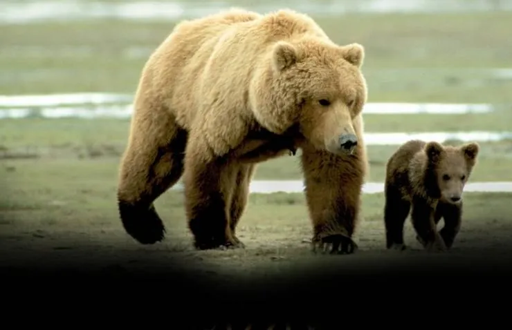 Человек гризли (2005) скачать торрент файл Человек гризли (2005) фильм скачать торрент файл