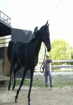 Флика 3 (2012) скачать торрент файл Флика 3 (2012) фильм скачать торрент файл