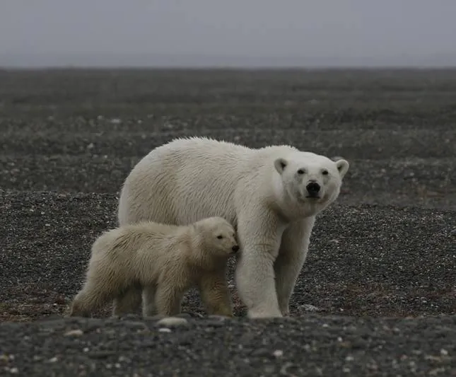 Россия — царство тигров, медведей и вулканов (2011) скачать торрент бесплатно Россия — царство тигров, медведей и вулканов (2011) фильм скачать торрент бесплатно