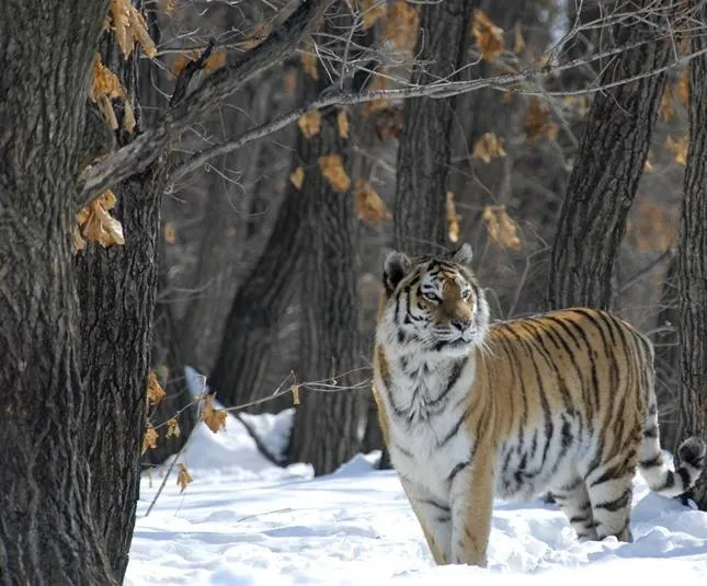 Россия — царство тигров, медведей и вулканов (2011) в хорошем качестве скачать торрент файл Россия — царство тигров, медведей и вулканов (2011) фильм в хорошем качестве скачать торрент файл
