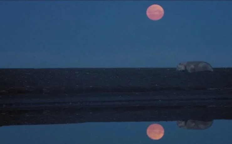 Россия — царство тигров, медведей и вулканов (2011) скачать торрент файл Россия — царство тигров, медведей и вулканов (2011) фильм скачать торрент файл