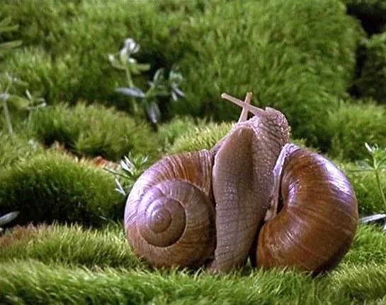 Микрокосмос (1996) в хорошем качестве скачать торрент файл Микрокосмос (1996) фильм в хорошем качестве скачать торрент файл