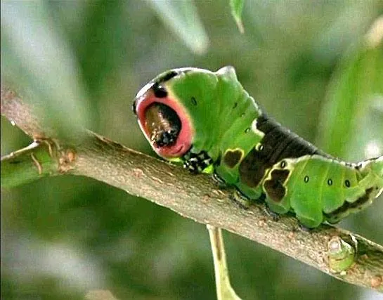 Микрокосмос (1996) скачать торрент файл Микрокосмос (1996) фильм скачать торрент файл