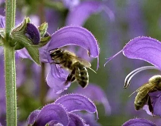 Микрокосмос (1996) скачать торрент бесплатно Микрокосмос (1996) фильм скачать торрент бесплатно