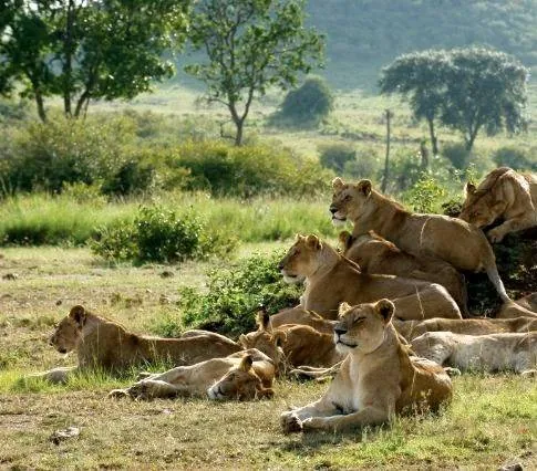 Африканские кошки: Королевство смелых (2011) скачать торрент файл Африканские кошки: Королевство смелых (2011) фильм скачать торрент файл