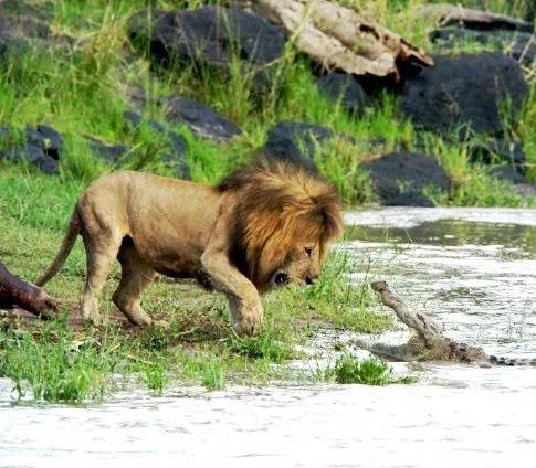 Африканские кошки: Королевство смелых (2011) в хорошем качестве скачать торрент файл Африканские кошки: Королевство смелых (2011) фильм в хорошем качестве скачать торрент файл