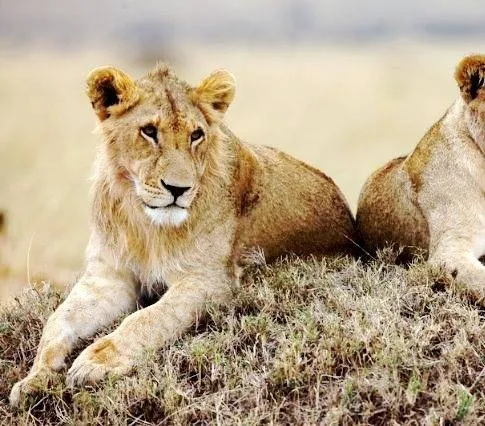 Африканские кошки: Королевство смелых (2011) скачать торрент бесплатно Африканские кошки: Королевство смелых (2011) фильм скачать торрент бесплатно