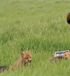 Лисичка Хэлен (2006) в хорошем качестве скачать торрент файл Лисичка Хэлен (2006) фильм в хорошем качестве скачать торрент файл