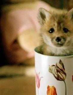 Лисичка Хэлен (2006) скачать торрент файл Лисичка Хэлен (2006) фильм скачать торрент файл