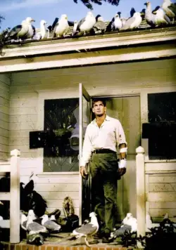 Птицы (1963) в хорошем качестве скачать торрент файл Птицы (1963) фильм в хорошем качестве скачать торрент файл