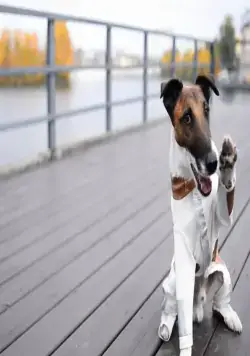 Фокстер и Макс (2019) скачать торрент файл Фокстер и Макс (2019) фильм скачать торрент файл