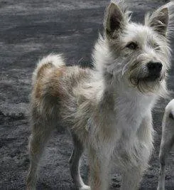 Дорожная банда «4 лапы» (2007) в хорошем качестве скачать торрент файл Дорожная банда «4 лапы» (2007) фильм в хорошем качестве скачать торрент файл