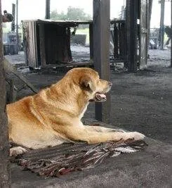 Дорожная банда «4 лапы» (2007) скачать торрент бесплатно Дорожная банда «4 лапы» (2007) фильм скачать торрент бесплатно