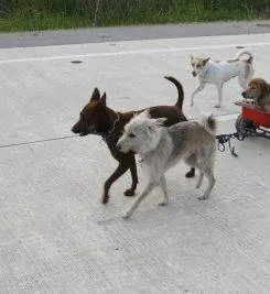 Дорожная банда «4 лапы» (2007) скачать торрент файл Дорожная банда «4 лапы» (2007) фильм скачать торрент файл