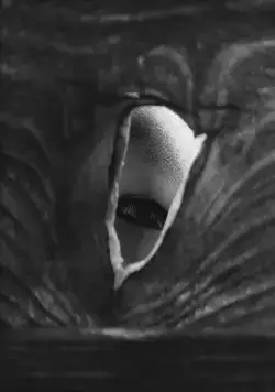 Западня (1962) скачать торрент файл Западня (1962) фильм скачать торрент файл