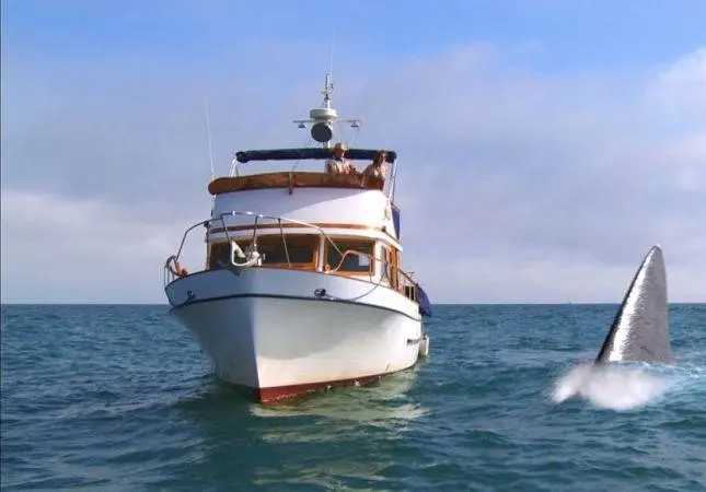 Супер-акула (2011) скачать торрент файл Супер-акула (2011) фильм скачать торрент файл