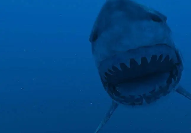 Супер-акула (2011) в хорошем качестве скачать торрент файл Супер-акула (2011) фильм в хорошем качестве скачать торрент файл