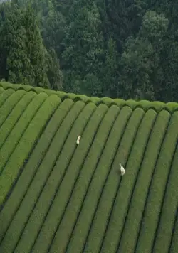 Траурный лес (2007) скачать торрент бесплатно Траурный лес (2007) фильм скачать торрент бесплатно