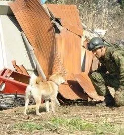 История Мари и трех щенков (2007) скачать торрент бесплатно История Мари и трех щенков (2007) фильм скачать торрент бесплатно