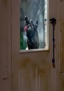 Бешенство (2019) скачать торрент бесплатно Бешенство (2019) фильм скачать торрент бесплатно