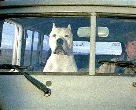 Аргентинский дог (2004) в хорошем качестве скачать торрент файл Аргентинский дог (2004) фильм в хорошем качестве скачать торрент файл