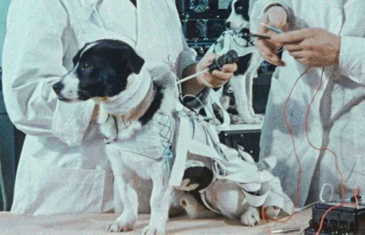 Космические собаки (2019) скачать торрент бесплатно Космические собаки (2019) фильм скачать торрент бесплатно