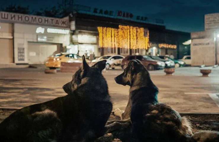 Космические собаки (2019) скачать торрент файл Космические собаки (2019) фильм скачать торрент файл