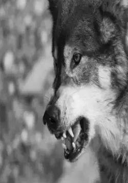 Город волков (2011) скачать торрент бесплатно Город волков (2011) фильм скачать торрент бесплатно