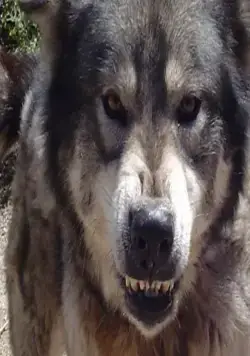 Город волков (2011) в хорошем качестве скачать торрент файл Город волков (2011) фильм в хорошем качестве скачать торрент файл