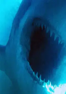 Акулы (1999) скачать торрент бесплатно Акулы (1999) фильм скачать торрент бесплатно