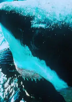 Акулы (1999) в хорошем качестве скачать торрент файл Акулы (1999) фильм в хорошем качестве скачать торрент файл