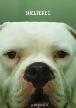 Приют / Dierbaren (2020) фильм скачать через торрет бесплатно в хорошем качестве