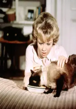 Эта дикая кошка (1965) в хорошем качестве скачать торрент файл Эта дикая кошка (1965) фильм в хорошем качестве скачать торрент файл